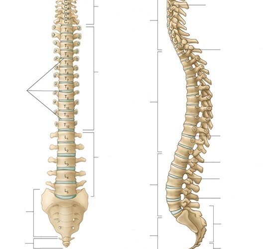 spina dorsale e osteopatia